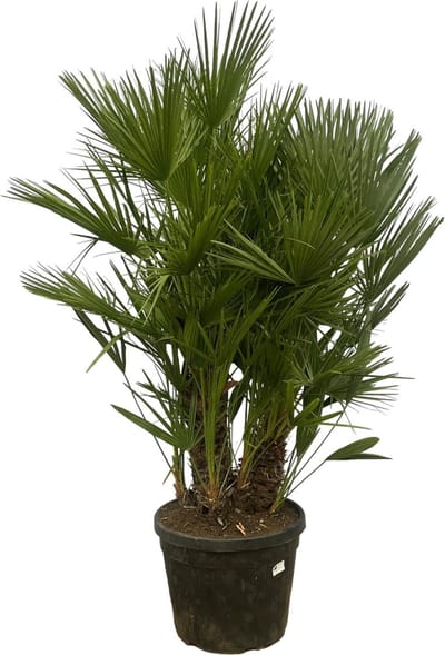 Chamaerops Humilis multi stam - 180 cm - Ø45cm