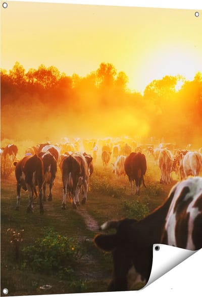 Gards Tuinposter Kudde Koeien in Weiland bij Zonsondergang - 80x100 cm - Tuindoek - Tuindecoratie - Wanddecoratie buiten - Tuinschilderij