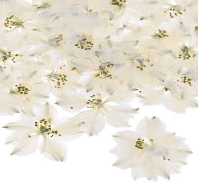 Set van 48 gedroogde geperste bloemen voor hars, echte natuurlijke droogbloemen voor knutselen/doe-het-zelf sieraden/zeepmaken/scrapbooking/kaarsen/epoxy harsbenodigdheden/fotolijst [wit]