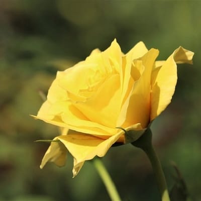 Rosa 'Melgold' - Prachtige gouden rozen voor in de tuin
