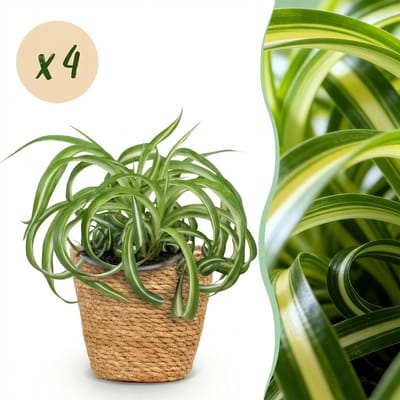 Plantenboetiek.nl | Chlorophytum comosum Bonnie - Krullende Graslelie - Huisdiervriendelijke Plant - Groen - 4 Planten - met Mand - Ø12cm - 20cm hoog - Kamerplant - Arrangement - Plant met pot