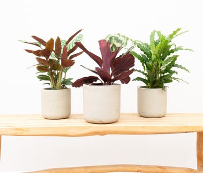 Combideal - Calathea Compactstar + Calathea Shinestar + Calathea Bluegrass