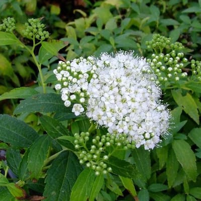 Spiraea Japonica 'Albiflora' - Spierstruik 20-25 cm pot