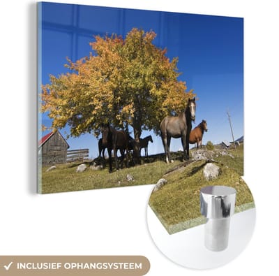 ® Glasschilderij 180x120 cm - Schilderij acrylglas - Paarden bij een boom in het Nationaal park Durmitor in Montenegro - Foto op glas - Muurdecoratie woonkamer - Wanddecoratie slaapkamer - Schilderijen
