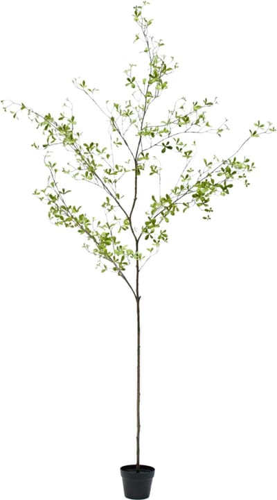 Silk-ka - Kunstplant - bucida - groen - H220 cm
