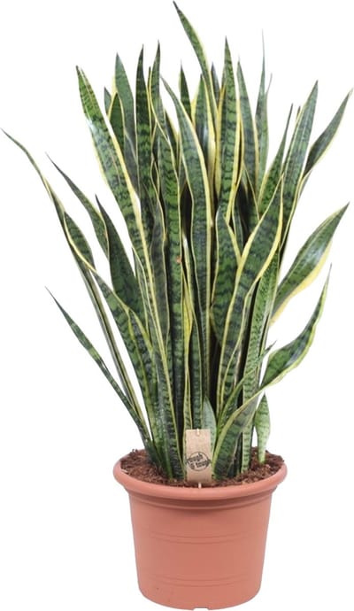 Vrouwentong, Goudrandplant, Zwaardvormig Donkergroen Blad met Gele Rand, Sansevieria Laurentii - Ø35cm - 100cm