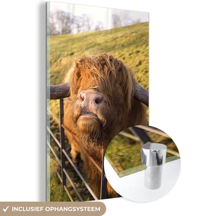 MuchoWow® Glasschilderij 120x180 cm - Schilderij acrylglas - Schotse Hooglander - Hek - Gras - Foto op glas - Schilderijen