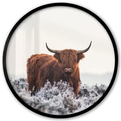 Poster in lijst Rond - Fotolijst 40x40 cm - Posters - Schotse hooglander - Dier - Natuur - Wit - Ronde posterlijst zwart - Decoratie - Wanddecoratie woonkamer - Muurdecoratie slaapkamer