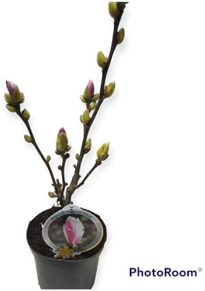 Plants Online BV - Planten - Tuinplanten - Bomen - Set van 1 - Magnolia denudata Fragrant Cloud
