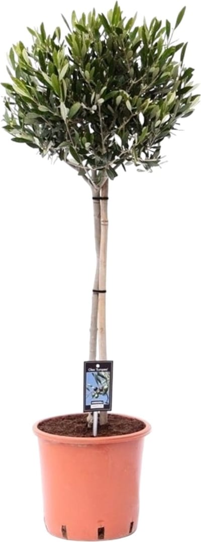 Trendyplants - Olea Olijf - Olijfboom - Tuinplant - Hoogte 90-110 cm - Potmaat Ø22cm