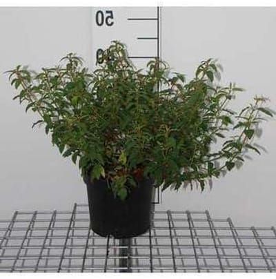 Cistus Struik - Roos Cistus - Tuin Decoratie - Winterhard - 20-25cm pot - Roze