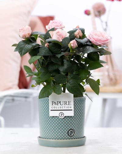 Plantenboetiek.nl | Rosa light pink - Potrozen roze - in P&Pure Lauren pot - Ø12cm - 25-35cm hoog