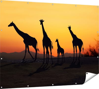 Gards Tuinposter Vier Giraffe Silhouetten bij Zonsondergang - 160x120 cm - Tuindoek - Tuindecoratie - Wanddecoratie buiten - Tuinschilderij