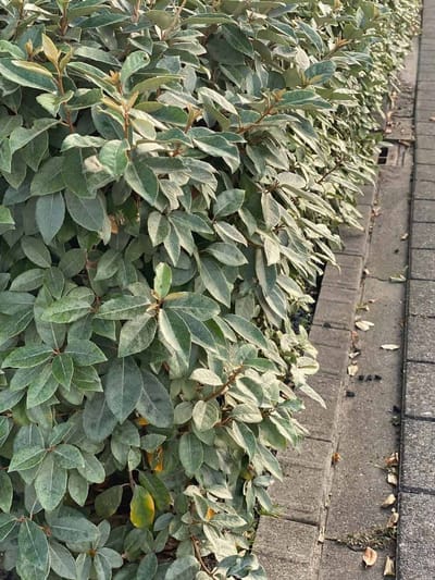 Elaeagnus eb. Compacta - Set van 4 (1 meter haag) - Olijfwilg - Pot 3 Liter 30-40cm - Wintergroen