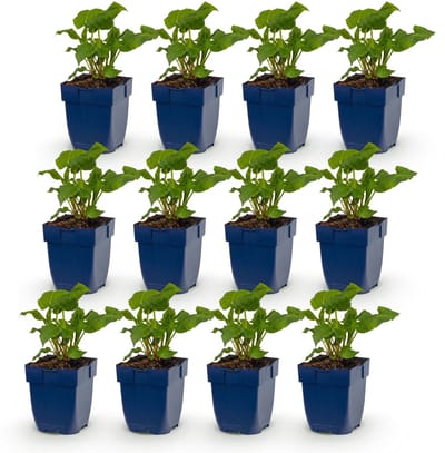 Green boutiQ - Vasteplant - Persicaria ampl. Alba - Duizendknoop - Schaduw - Wit - 12 Planten - Pot 11cm - Hoogte 15-25cm