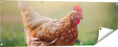 Gards Tuinposter Kip in het Gras - 120x40 cm - Tuindoek - Tuindecoratie - Wanddecoratie buiten - Tuinschilderij