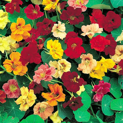 Sluis Garden - Oost-Indische kers Gl. Hybr. mix, hoge dubbelbloemig