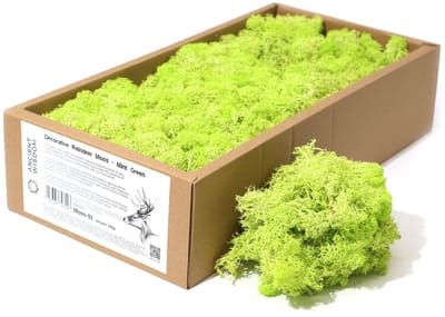 Rendiermos - Licht Groen – 500g – Premium Gestabiliseerd Decoratief Mos – Voor Terrariums, Moswanden, Bloemstukken & Knutselprojecten