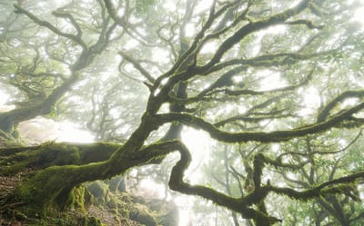 Komar Pure | the forgotten forest | bos | fotobehang op vlies 400x250cm