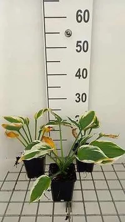 6x Funkia - Hosta hybr. 'Minute Man' | 9x9 cm pot