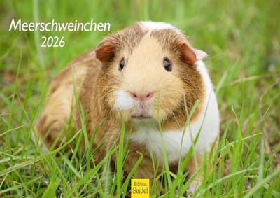 Wandkalender Cavi's 2026 DIN A4 - Dierenkalender met Knaagdieren voor aan de Muur