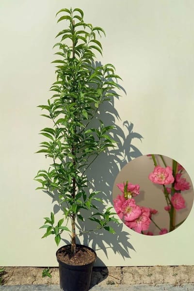 Jonge Zuilvormige Perzikboom | Prunus persica 'Terute-Beni | 150-200cm hoogte