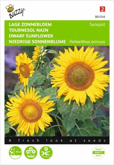 Zonnebloem Sunspot - Helianthus annuus