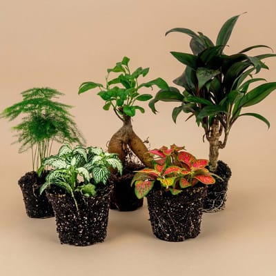 Terrarium planten pakket Ficus Ginseng - 5 planten - Bonsai - Palm - Asparagus - 2x Fittonia