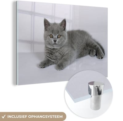 ® Glasschilderij 180x120 cm - Schilderij acrylglas - Liggende Britse korthaar kitten - Foto op glas - Muurdecoratie woonkamer - Wanddecoratie slaapkamer - Schilderijen
