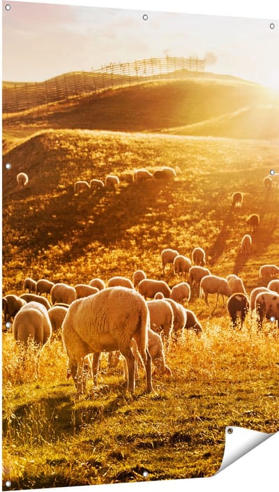 Gards Tuinposter Schapen in de Heuvels bij Zonsondergang - 100x150 cm - Tuindoek - Tuindecoratie - Wanddecoratie buiten - Tuinschilderij