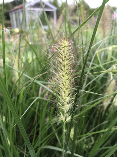 6 x Pennisetum 'Hameln' - Lampenpoetsersgras - P9 Pot (9 x 9cm) - Dima Vaste Planten