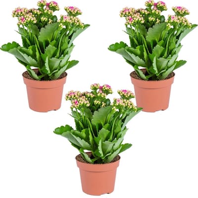 Bloomique - Set van 3 - Kalanchoé - Roze Bloemen - Kamer- en Balkonplant - Hoogte 20-30 cm - Pot 12 cm