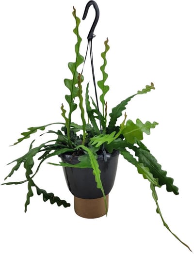 Plantenboetiek.nl | Epiphyllum Anguliger - Ø14cm - 25-35cm hoog - Kamerplant - Groenblijvend - Cactus & Vetplanten