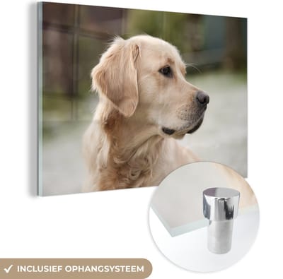 ® Glasschilderij 180x120 cm - Schilderij acrylglas - Een schuin kijkende Golden Retriever - Foto op glas - Muurdecoratie woonkamer - Wanddecoratie slaapkamer - Schilderijen