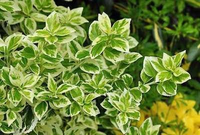 12x Kardinaalshoed, Kardinaalsmuts - Euonymus fort. 'Em. Gaiety' | 9x9 cm pot