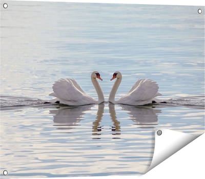 Gards Tuinposter Zwanen Koppel op het Water - 80x60 cm - Tuindoek - Tuindecoratie - Wanddecoratie buiten - Tuinschilderij