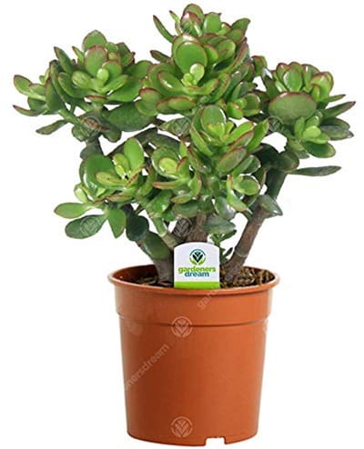 Mini groene plant Crassula Ovata – kamerplant – vetplanten in potten – plantendecoratie – luchtreiniger – gemakkelijk te onderhouden