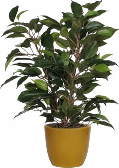 Mica Decorations Ficus kunstplant - groen - 40 cm - met plantenpot - geel - keramiek - D13.5 en H12.5 cm