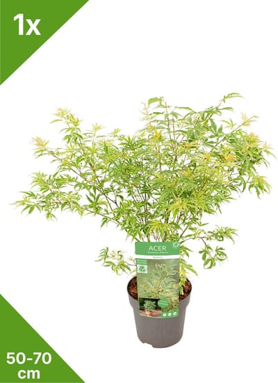 GARDENZO - 1x Acer palmatum 'Butterfly' - Japanse Esdoorn in 3 ltr pot 50/70 cm