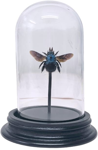 Opgezette bij - Xylocopa caerulea in glazen stolp 7x 12cm - Geprepareerde vlinders/ insecten Decoratie - Demuseumwinkel.com
