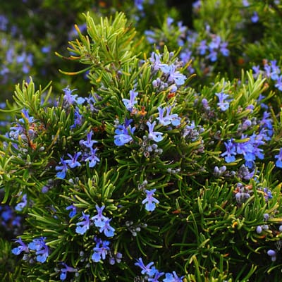 Rozemarijn (Rosmarinus officinalis) - - Vaste planten - Moestuin - Bijen-Vlinders - Geurend - (Ook)-Voor in huis - Zomerbollen - Voorjaarsbollen