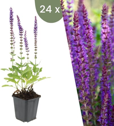 Plants by Frank | 24 Salie planten | Salvia nemorosa 'Ostfriesland' | Winterharde bodembedekker planten | tuinplanten | Winterharde vaste planten meerjarig | Winterharde tuinplanten