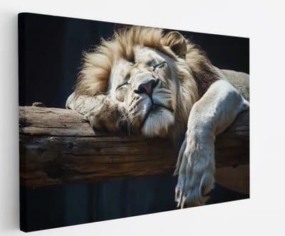 Saammp Canvas Schilderij - Slapende Leeuw op boomstronk - Dieren - Natuur - 60x40 - Foto op canvas - Wanddecoratie - Muurdecoratie Woonkamer - Slaapkamer decoratie - Canvas Print