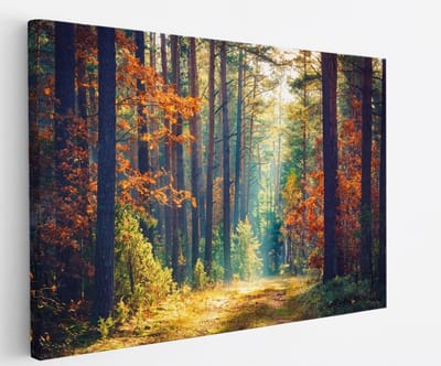 Saammp Canvas Schilderij -Bos - Zonlicht - Herfst - Landschap - Natuur - 45x30 - Foto op canvas - Wanddecoratie - Muurdecoratie Woonkamer - Slaapkamer decoratie - Canvas Print