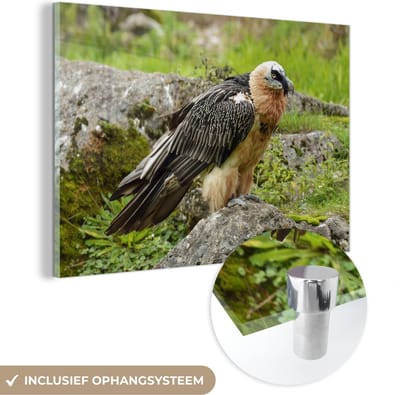 ® Glasschilderij 180x120 cm - Schilderij acrylglas - Lammergier op een rots in het groene landschap - Foto op glas - Muurdecoratie woonkamer - Wanddecoratie slaapkamer - Schilderijen