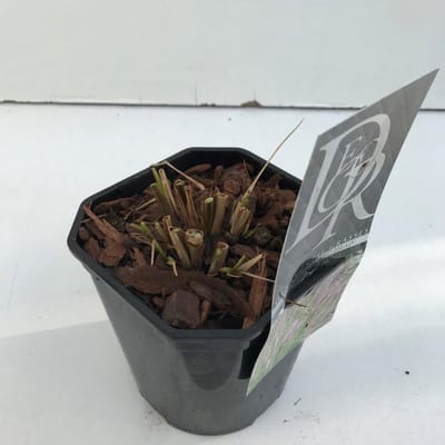 Plants Online BV - Planten - Tuinplanten - Siergrassen - Set van 1 - Lampenpoetsergras 'Red Head'
