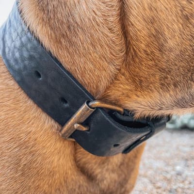 Cooper & Quint Bold Brede Leren Halsband - Zwart - Small - 3 cm - Oud Messing