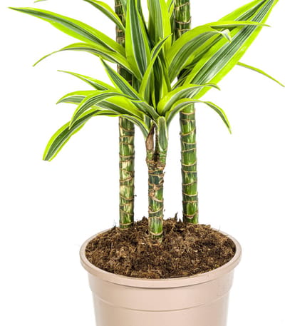 Dracaena Deremensis Lemon Lime Ø24cm - 140cm