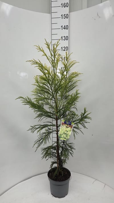 Cryptomeria j. ‘Hongarian Gold’ - Japanse ceder | 110-120 cm pot