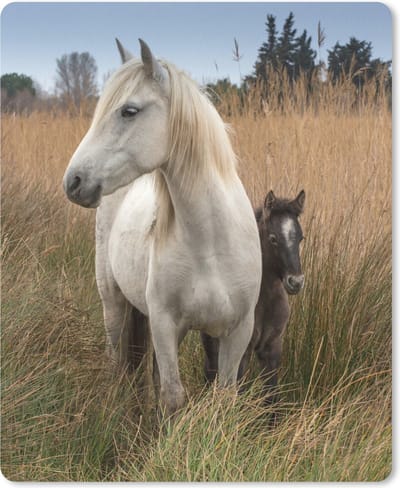Muismat Paard met veulen - Een paard en haar veulen in het hoge gras muismat rubber - 19x23 cm - Muismat met foto